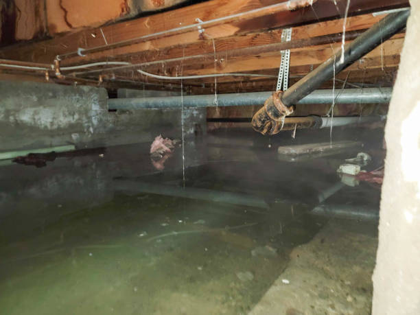 Best Water damage restoration near me  in White Sulphur Springs, MT